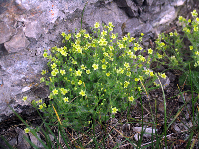 Saxifraga arachnoidea Sterub. / Sassifraga ragnatelosa